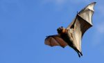 Flying fox against a blue sky