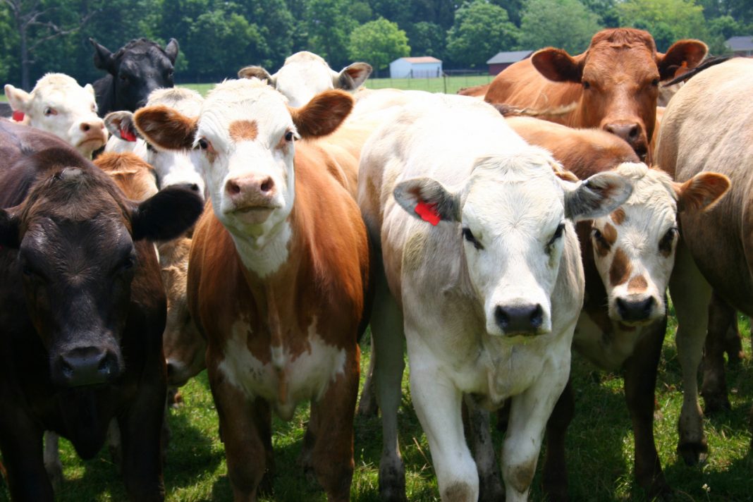 Have you herd? Tongue lashing follows forced landing on udder side of ...